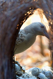 Bower Bird Blues