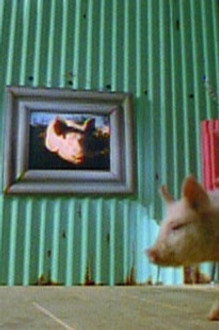 The Joy of Pigs