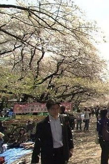 Ueno Park, Under the Cherry Trees in Full Bloom