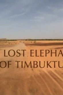 The Lost Elephants of Timbuktu