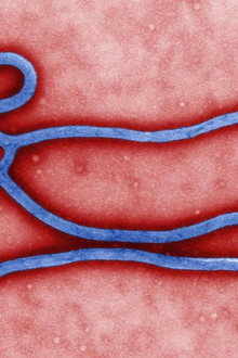 Hunting Boko Haram / Ebola Outbreak