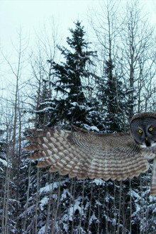 Canada: Surviving the Wild North