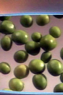 Give Peas a Chance