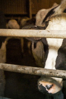 A Cow's Life: The True Cost of Milk?