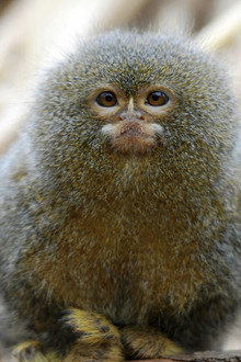 Gremlins: Faces in the Forest