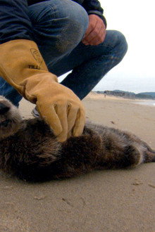 Saving Otter 501