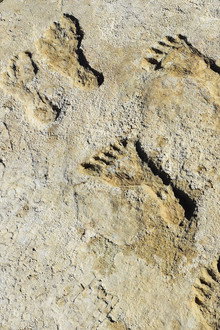 Ice Age Footprints