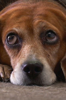Pop! Goes the Beagle