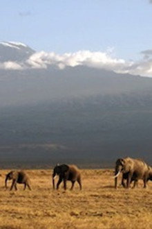 Echo of the Elephants - The Final Chapter?