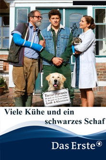 Viele Kühe und ein schwarzes Schaf poster