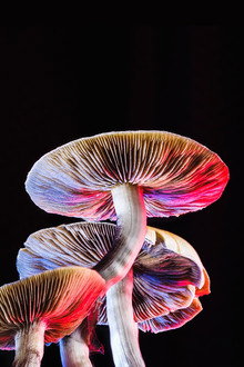 Can Psychedelics Cure?