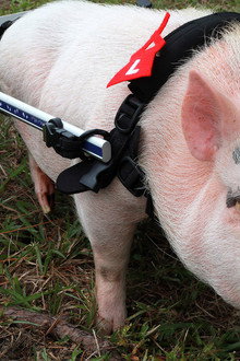 My Bionic Pet