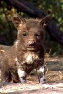 A Wild Dog's Story