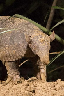 Hotel Armadillo