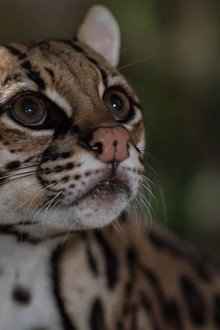 American Ocelot
