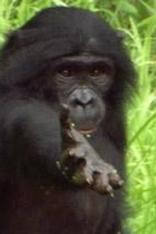 Ape Genius