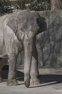 Tokyo in the middle of winter, the name is ”Hanako“