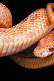 The Reptiles: Snakes