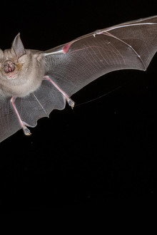 Bat Superpowers