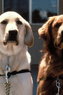 Extraordinary Dogs