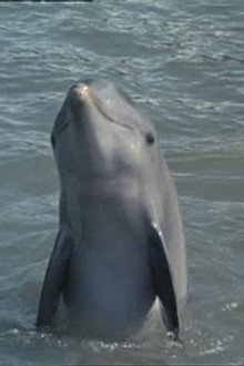 Flipper's Underwater Museum