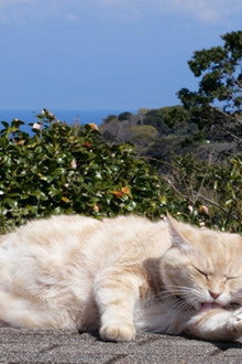 Fuji and Shizuoka