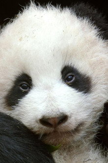 Pandas: Born To Be Wild