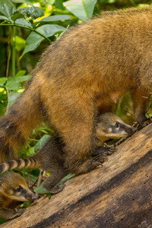 Parenthood: Jungles