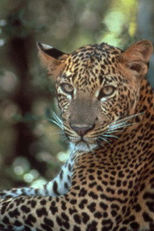 Leopards of Yala
