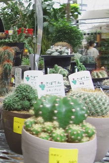 Garden Supply Store: Flowers, Greenery, and Happiness