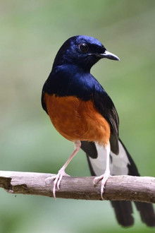 Mondes sauvages poster