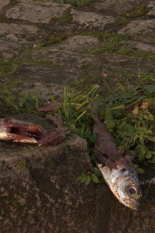 There's a Cat Here poster