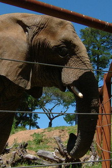 Can Animals Predict Disaster?