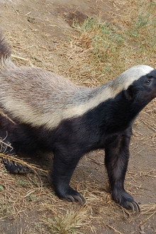 Honey Badgers: Masters of Mayhem