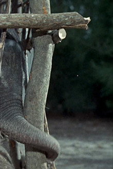 Flipper and the Elephant (1)