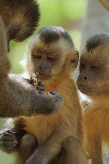 Primates 01: Secrets Of Survival