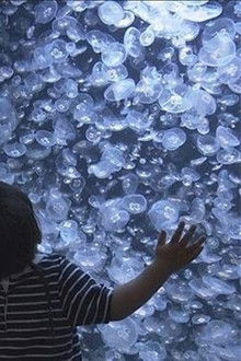Enticed by the Gentle Movement of Jellyfish