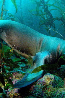 Soul of the Ocean