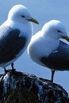 Saving Our Seabirds