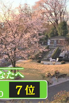 Tree Burial: To You Under the Cherry Blossoms