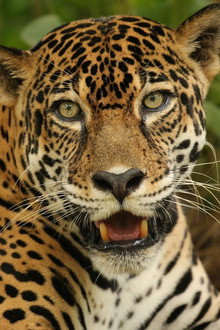 The Story of Cats: Into the Americas