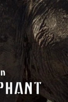 Eye for an Elephant