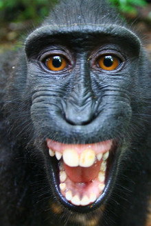 The Funkiest Monkeys