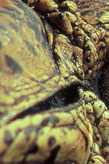 The Reptiles: Alligators and Crocodiles