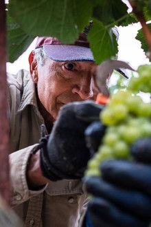 Harvest Season; The Seed Saver
