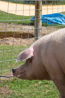 Pig and Small