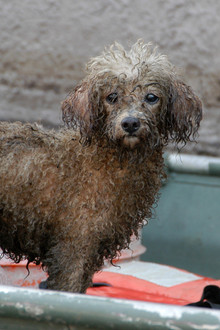 Katrina's Animal Rescue