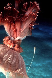 Under Antarctic Ice