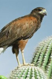 Arizona
