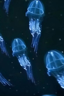Dive to the Abyss